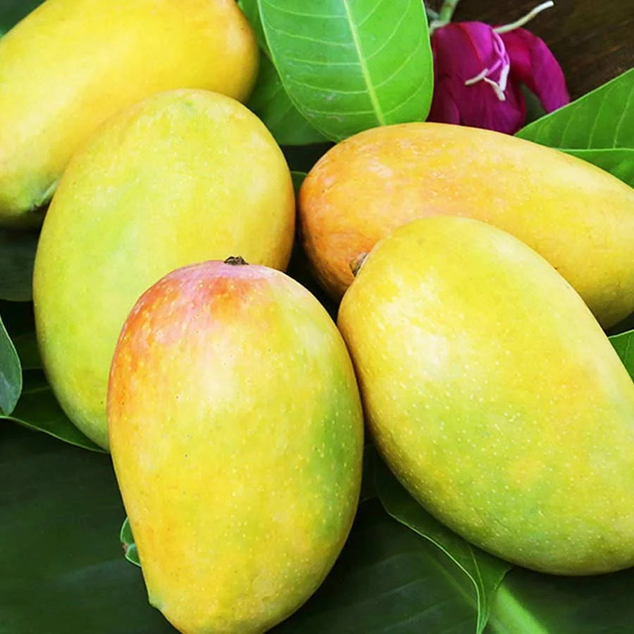 Mango Dasheri-1kg