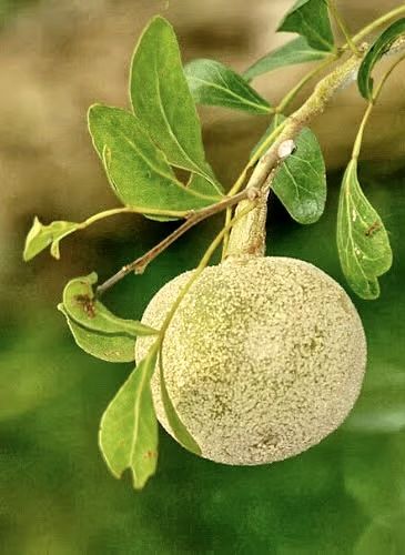 Apple Stone Bael -1 pcs