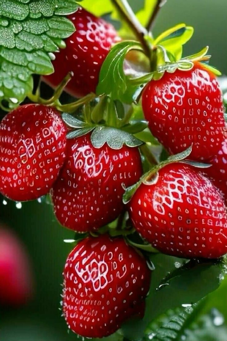 Fresh Strawberry - 200g
