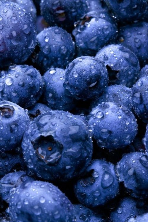 Blueberry Fresh- 1 pkt