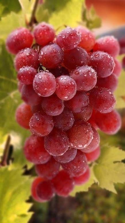 Grapes Red Flame Seedless- 250g